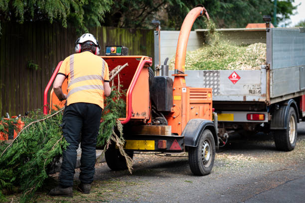 Best Tree Care Services  in Laguna Beach, CA